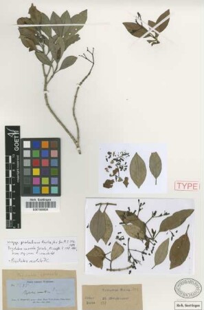 Psychotria coronata Griseb.