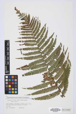 Dryopteris affinis affinis (Lowe) Fraser-Jenkins
