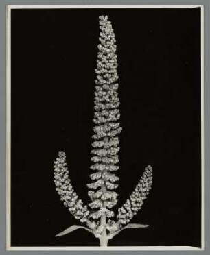 Ambrosia, Blütenstand einer wilden amerikanischen Pflanze (Ambrosia artemisiifolia)