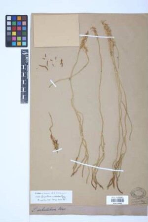 Phlegmariurus subulatus (Desv. ex Poir.) B. &Oslash;llg.