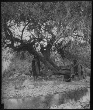 sidre an der Quelle 'en gidi [En-Gedi]