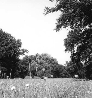 Cottbus. Branitzer Park (1846-1871; H. v. Pückler-Muskau). Wiesenfläche und Baumgruppe vom Mittelweg nach Südwest