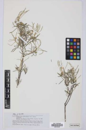 Neochamaelea pulverulenta (Vent.) Ertm.