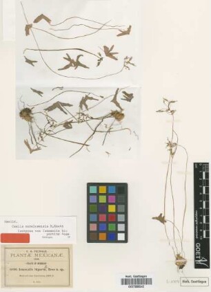 Ionoxalis bipartita Rose [isotype]