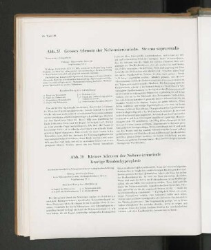Abb. 38 Kleines Adenom der Nebennierenrinde Knotige Rindenhyperplasie