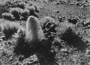 Lobelie : Blütenstand einer Lobelie im Mount-Kenya-Massiv