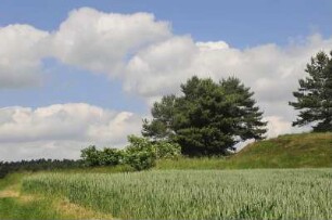 Quedlinburg - Kornfeld in der Flur : Blick über ein Kornfeld im Vorharzgebiet. Aufgenommen am 14. Juni 2010