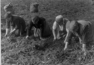 Bäuerinnen ernten Kartoffeln auf einem Feld