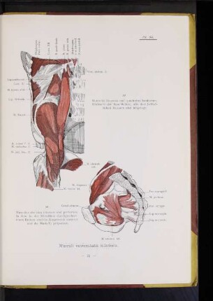 Musculi extremitatis inferioris.