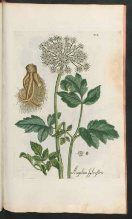 412. Angelica sylvestris