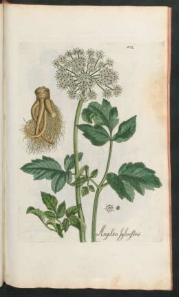 412. Angelica sylvestris