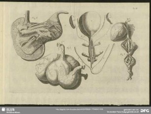Tab. II. Fig. 1 - Fig. 4