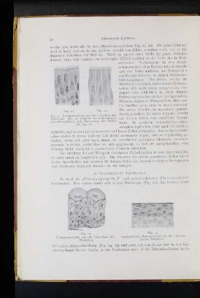 Geschichtete Epithelien.