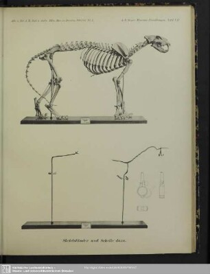 Skeletständer und Schelle dazu