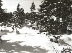 Osterzgebirge. Verschneite Fichten am Rand des Georgenfelder Hochmoores