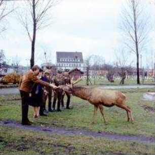 Sowjetische Besucher des VEB Stahl- und Walzwerk Hennigsdorf "Wilhelm Florin" bei Fütterung von Rotwild