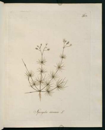 Spergula arvensis L.