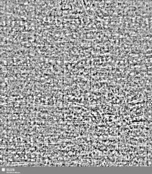 Lilienschild + IESV / LW = S.28/29
