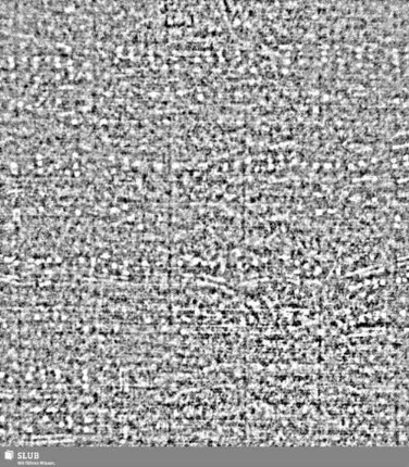 Lilienschild + IESV / LW = S.28/29