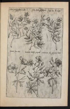 Taf. 34, [Cistus und Geranium]