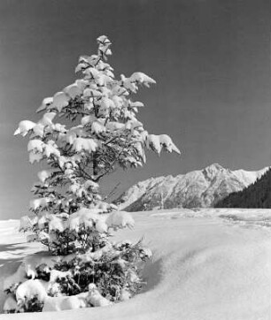 Allgäuer Alpen, Neuschnee, (Blick zum Rubihorn)