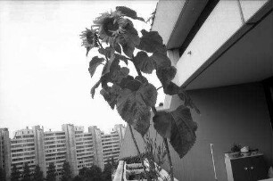 München: Sonnenblumen auf dem Balkon [im Olympischen Dorf]
