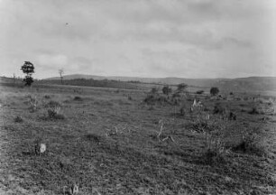 Grasland : Blick in Grasland mit Bäumen und Büschen in der Nähe der Landstufe bei São Pedro.