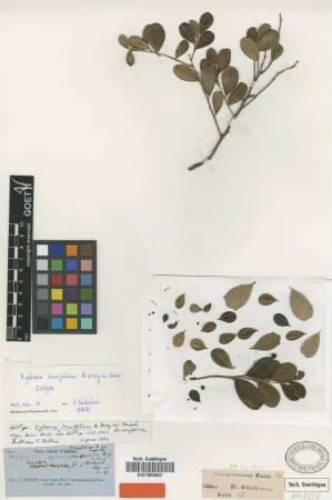 Xylosma buxifolium A.Gray ex Griseb. [holotype]