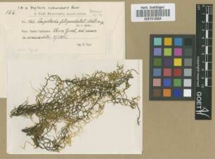 Papillaria filipendula Müll.Hal.