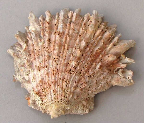 Spondylus-Schale