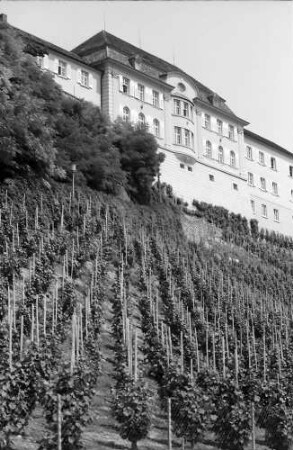 Meersburg: Rebhänge unter dem Schloss