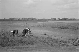 Landschaft um Schleife. Ernte. : Krajina wokoło Slepeho. Žně na polu.