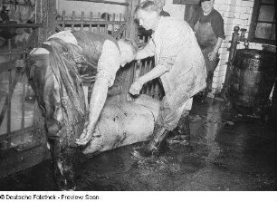 Reinigung der toten Schweine