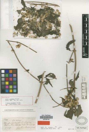 Calea scandens Griseb. [holotype]