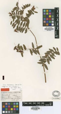 Vicia cassubica L. var. major Boiss.[type]