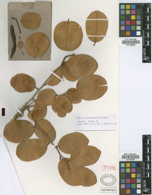 Capparis cynophallophora L. var. Griseb. latifolia