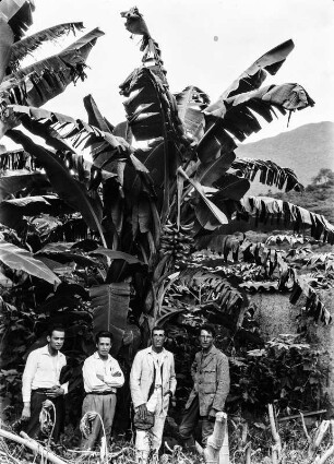 Bananenpflanzung bei Cañamina : Vier Expeditionsteilnehmer vor Bananenpflanzen. Carl Troll (re)