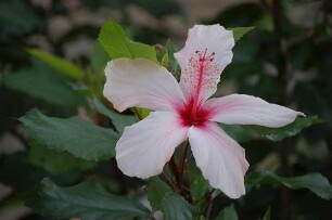 Rhodos - Hibiskusblüte : Hibiskusblüte, aufgenommen 2006 auf Rhodos