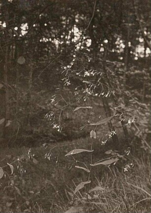 Hasenlattich oder Purpurlattich (Prenanthes purpurea)