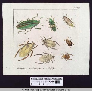 Coleoptera: 1-3. Buprestes. 4-8. Dytiscus.