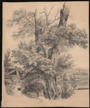 Baum in einer Landschaft: Perspektivische Ansicht