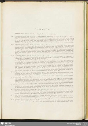 Tafel XI (XXVIII)