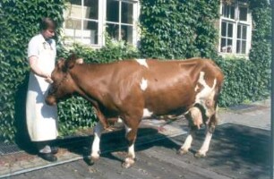 Berlin. Institut für Tierproduktion. Institutsmitarbeiter mit Milchkuh, die an einen neuen Standort geführt wird