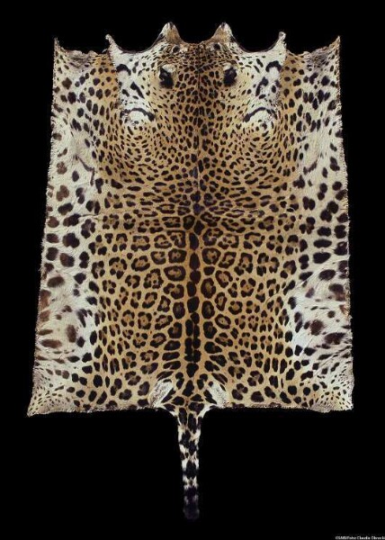 Jaguar skin