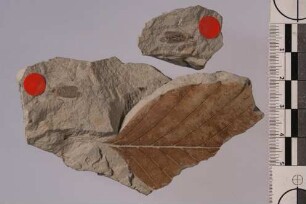 Haarmücke (Bibio similis)