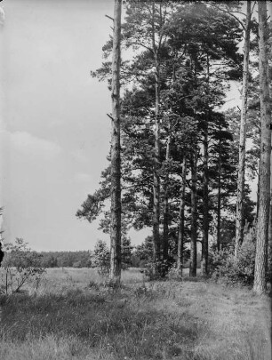 Alte Kiefern : Alte Kiefern (Pinus Linnaeus) an einem verlandenden Bach.