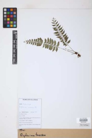 Asplenium tenerum G.Forst.