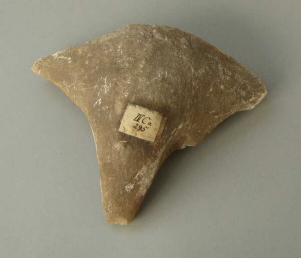 fossil shark tooth (medicine)