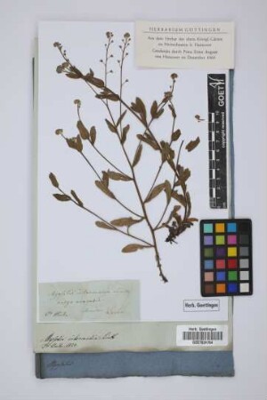 Myosotis intermedia Link