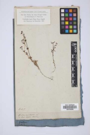 Galium montanum L.